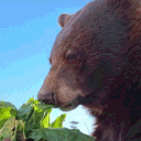 avatar 🐻Lycan🐾