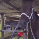 avatar C H U R R A S C O