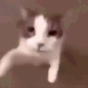 phonormaniu