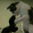 otterycat