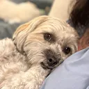 puppylover488