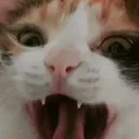 sir.chairman.meow