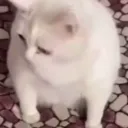 bustafksalot