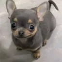 pacbull