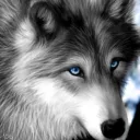 silverdappledwolf