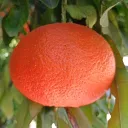 cryptoorange