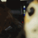 onlyducks