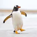 ihasshoulders