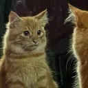 crunchycatss