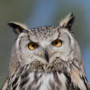 nitebird