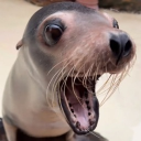 avatar gianpiero lambiase