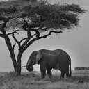 shadyelephant