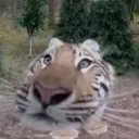 thetigerbeast