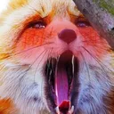 toothlessfox