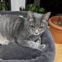 avatar mythicalkitten