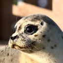 waleri