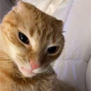 avatar CookieCutter540