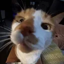 atomeow