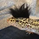 Gimpshop's Avatar