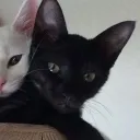 quickshifter