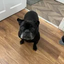 .frankie.