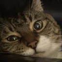 bambiku