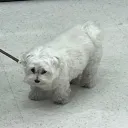 wimblyboo