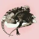 lesukisuki