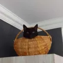 nekowaiidesu