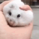 lesserpuggles