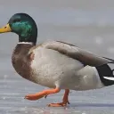 potompatomp