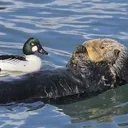 oceanicanimal