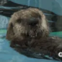 otter.thegoat