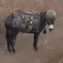 youngpolo