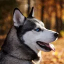.muskyhusky