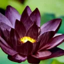 th3blacklotus