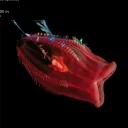 giantoarfish