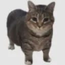 tamokka