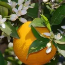 agrandorange