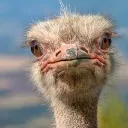 ostrichman1525