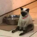shauming