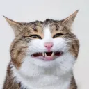 maettcookiez avatar