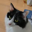 zzusiozz