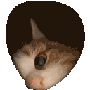.snoopie