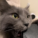 avatar Aliapoh The No Longer a Sub