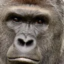pitas220