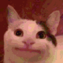 domio