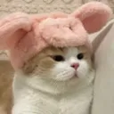 muchdogao
