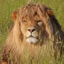 lf_btc_donations