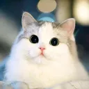 catness.